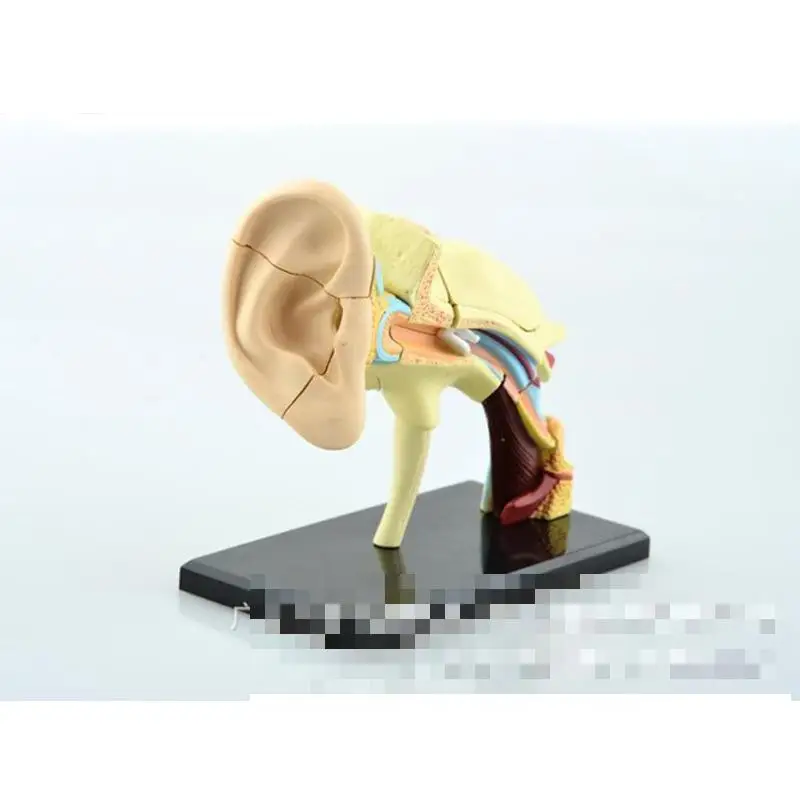 4D модель ушей Школьное преподавание биологии оборудование анатомическая