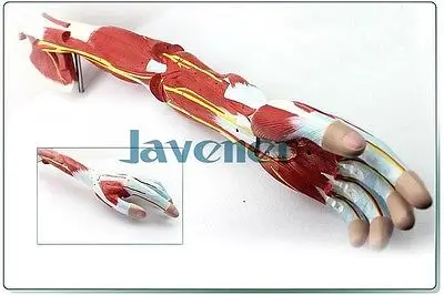 Человеческие анатомические мышцы рук анатомия верхней конечности медицинская