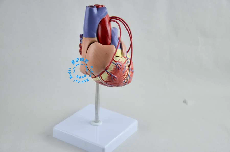 Бесплатная доставка и модель обхода сердца человека коронарная сердечно