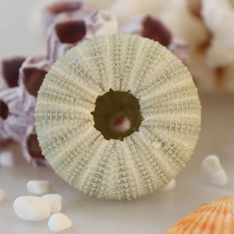 Бесплатная доставка (6 шт./лот) Зеленая морская урчина натуральная ракушка