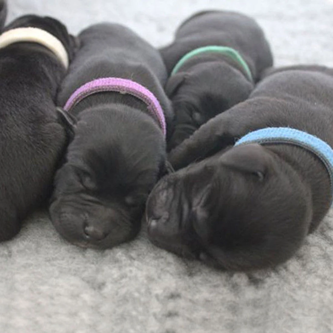 12 шт. ошейники для идентификации щенка регулируемые нейлоновые маленьких собак