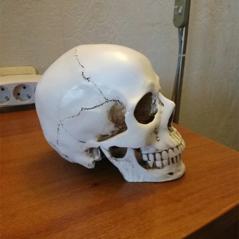Человеческая голова Смола Реплика медицинский модель Lifesize 1:1 Хэллоуин украшения