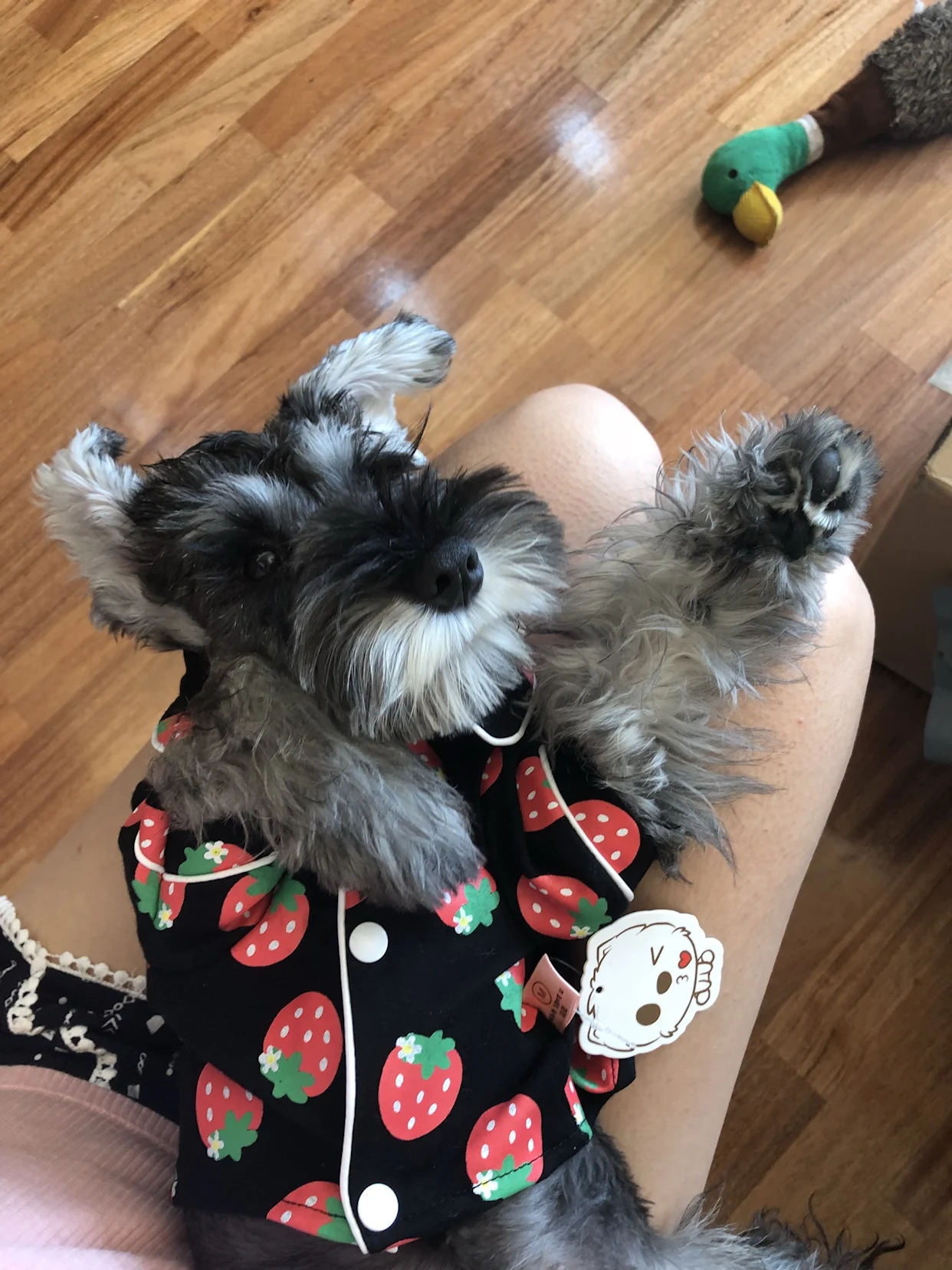 Одежда для домашних животных, котов Mascotas костюм на Хэллоуин Мягкая Милая цыпленок клубника Кошка Домашняя одежда кошка пальто Одежда для домашних животных наряд XS s m l xl