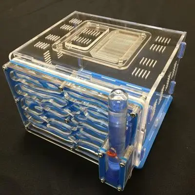 Муравьиная серия винограда влаги с зоной кормления Муравьиное гнездо муравьиная