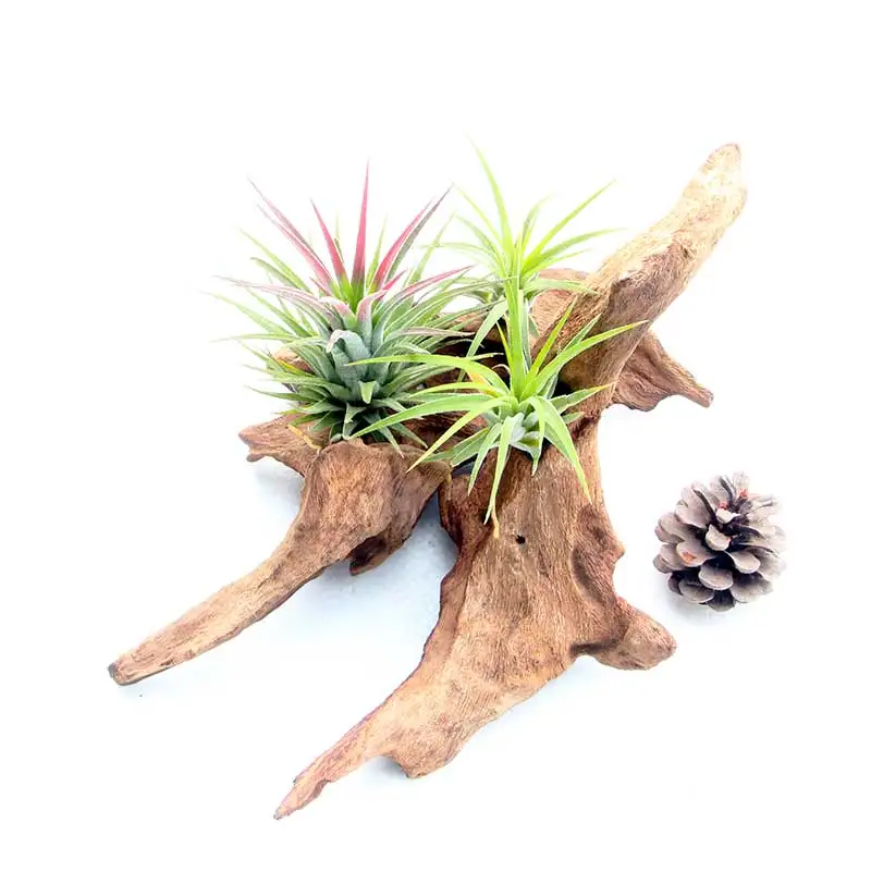 Настенные подвесные аксессуары для дома с изображением цветка из мертвой