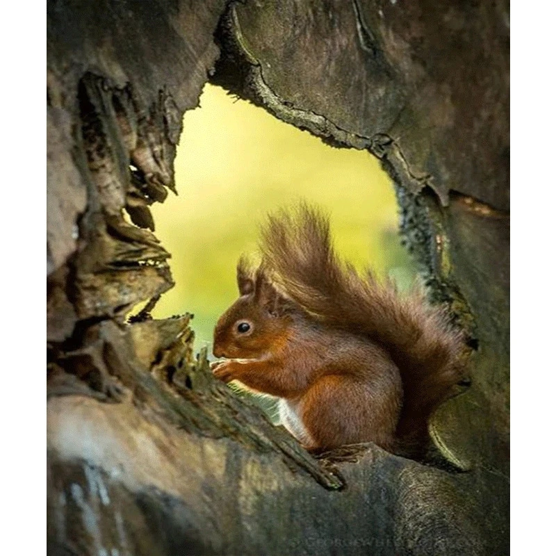 Алмазная живопись полная дрель Дерево Белка Мозаика DIY алмазная вышивка