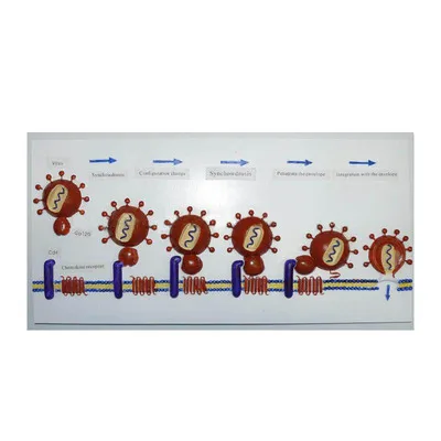 HIV into human cell process demonstration model cell submicroscopic structure model anatomical model medical model