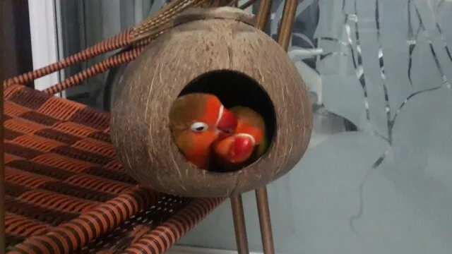 Клетка для птиц bord home