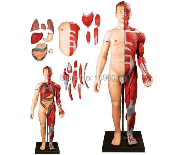 Мышцы человеческого тела с моделью внутренних органов мышцы прикрепили
