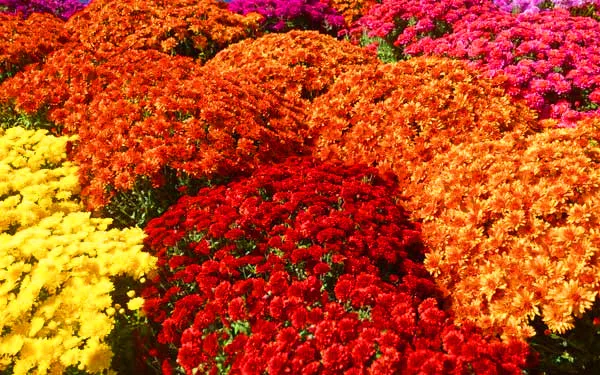 Хит продаж! 100 шт/партия Разноцветные хризантемы Флорес семена карликового