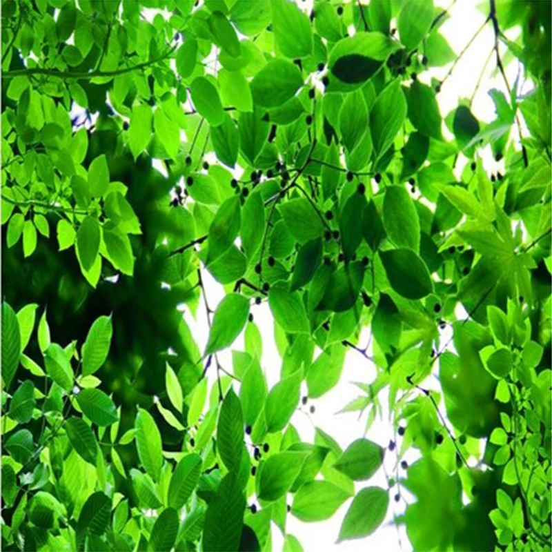 Потолочные обои 3D стерео зеленые листья естественный пейзаж фотообои рулон