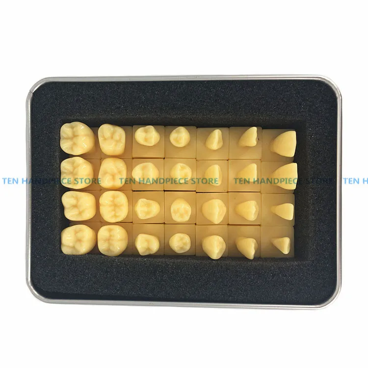 

2018 good quality dental teeth model Dental teaching control model