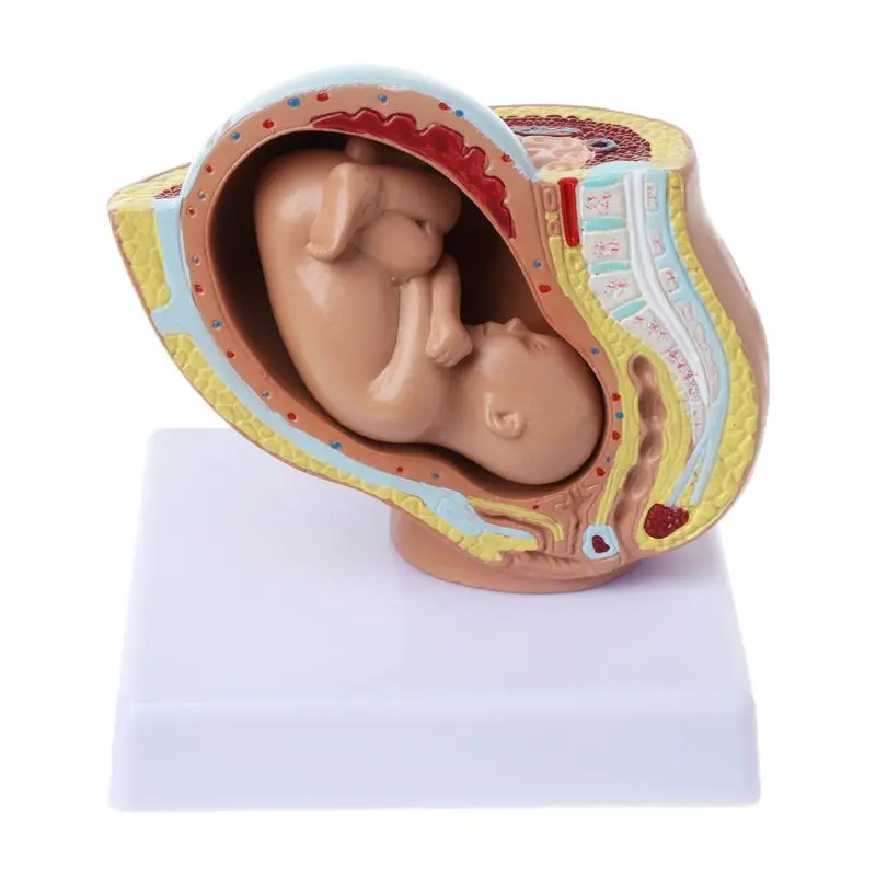 

9th Month Baby Fetus Foetus Pregnancy Human Pregnancy Fetal Development Medical Model