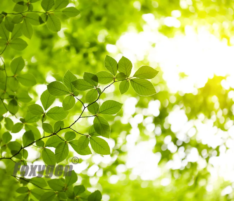 

Buy Stretch ceiling film blue sky and green leaves low price from China factory