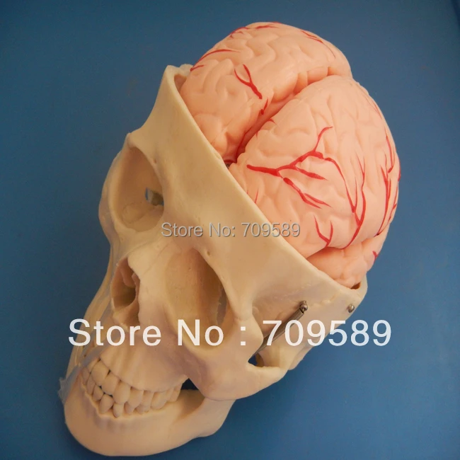 Искусственный модный Череп с 8 частями мозга|modle| |