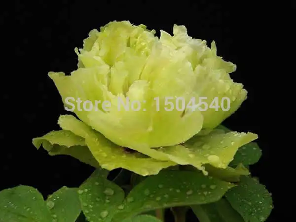 Free shiping Green Peony Flower Seeds For Home &amp Garden DIY Plants Beautiful lovely 5pcs |