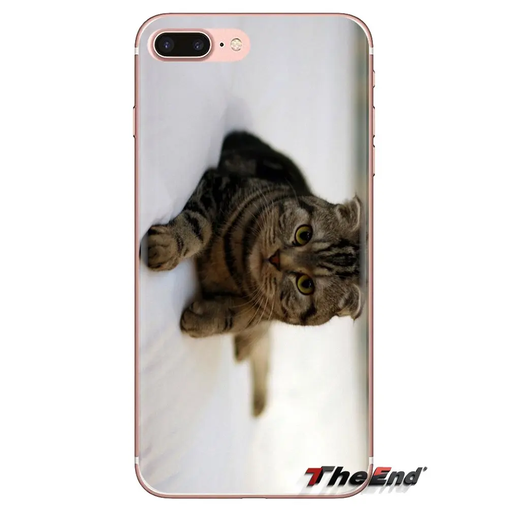 For iPod Touch Apple iPhone 4 4S 5 5S SE 5C 6 6S 7 8 X XR XS Plus MAX Silicone Skin Cover Scottish fold cat Felis catus Scotland |