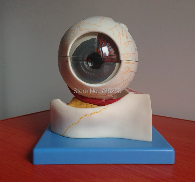 Senior Human Eye Model Orbital Amplification Eyeball Structure | Канцтовары для офиса и дома
