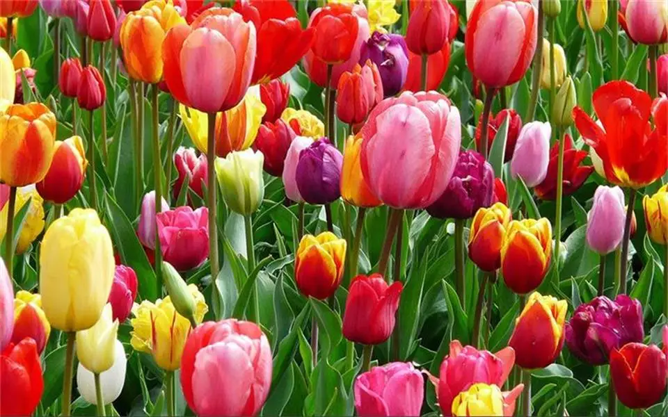 Фотообои на заказ объемные нетканые обои для гостиной тюльпанов цветов