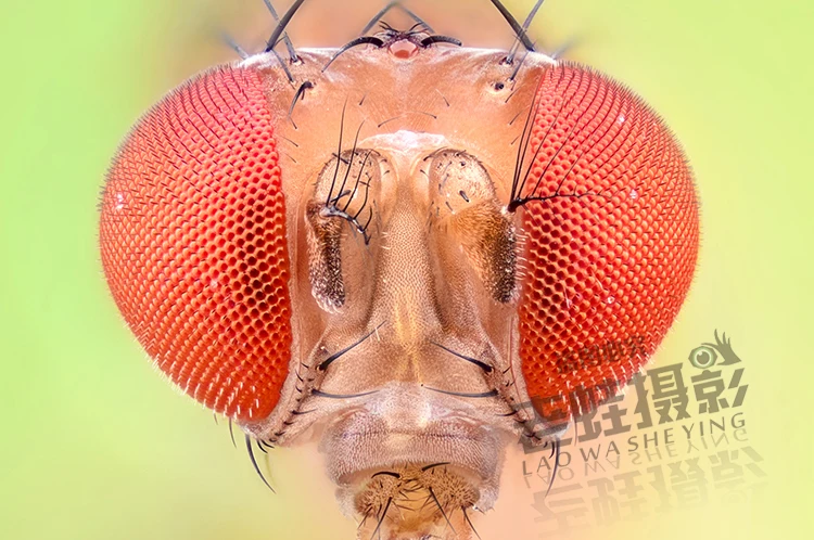 Макросъемка микрометр Регулировочная плата 12 5 мм точность 0 01 мм|macro photography|macro