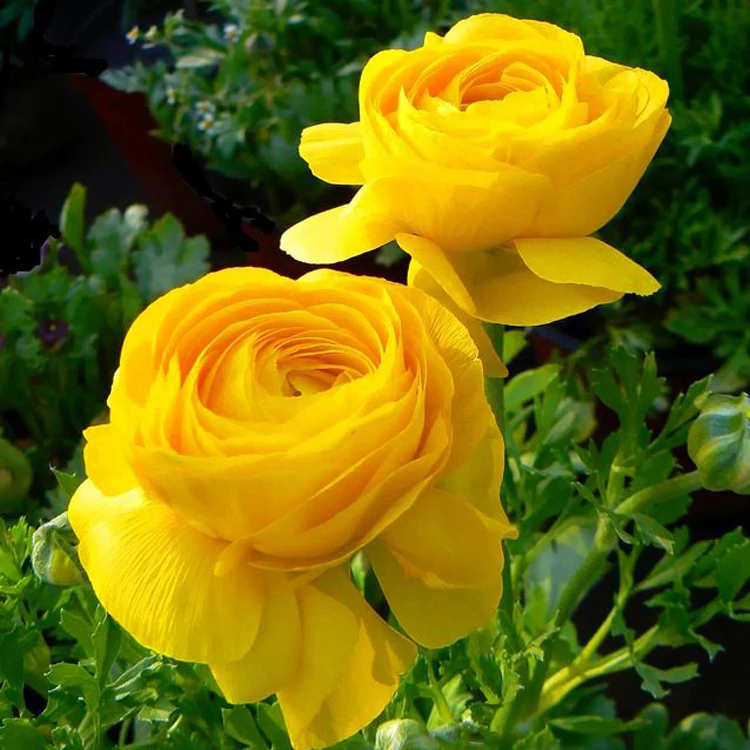 Стразы живопись кристалл домашний декор DIY алмазная цветение 3D вышивка крестиком