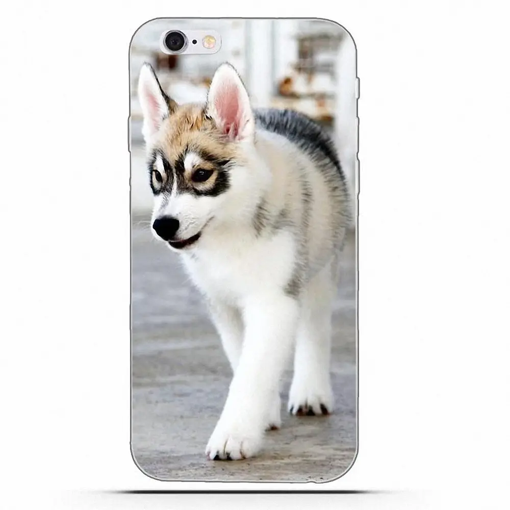 Чехол Wexoeq для телефона с изображением сибирской хаски Apple iPhone 4 4S 5 5C 5S SE 6 6S 7 8 Plus X |