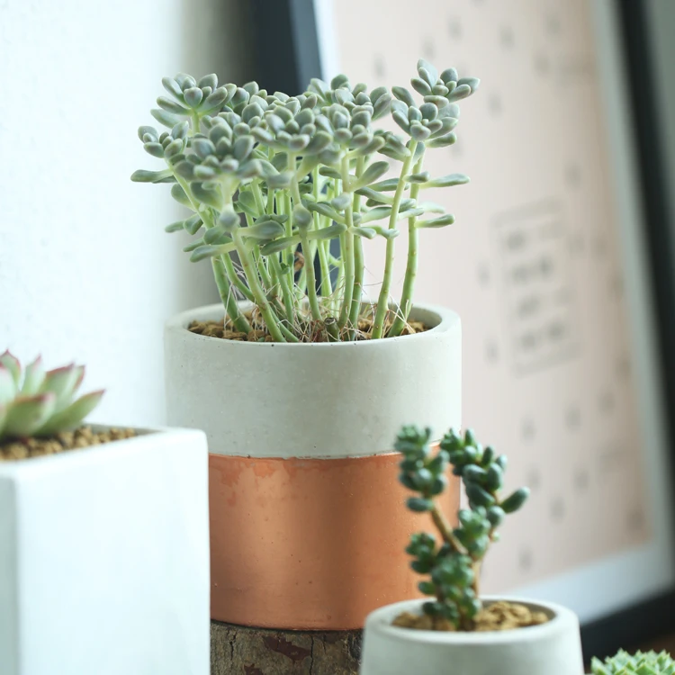 Настольные цветочные горшки простой стиль белые средние мини керамические 8