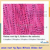 onion root tip5pcs mitosis slides set microscopical mitotic prepared slides