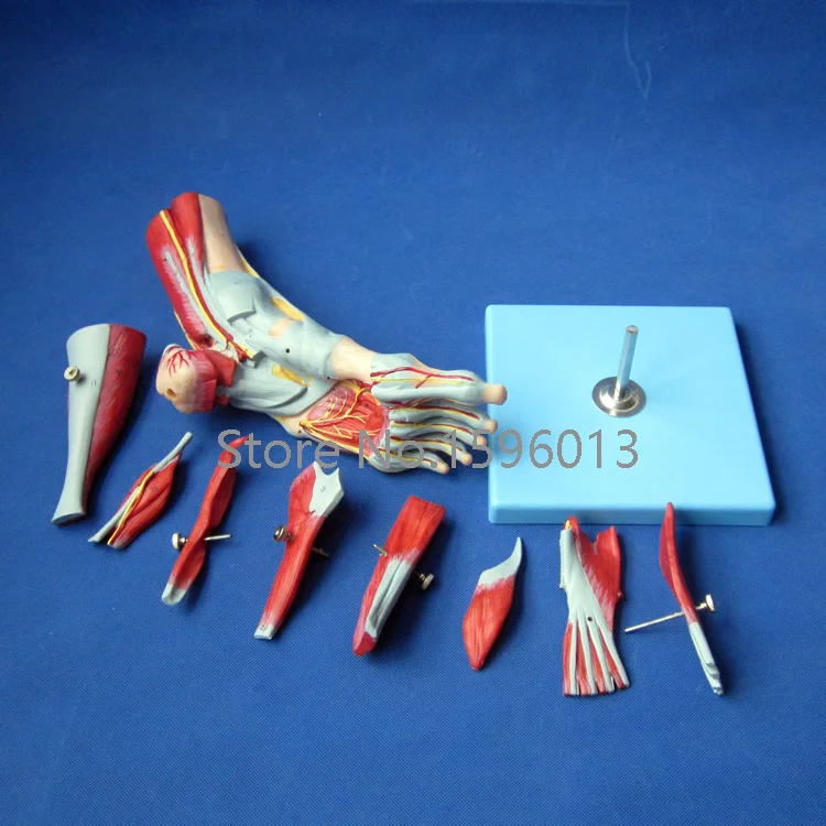 Мышцы стопы с основными сосудами и нервами бриджи стопы|foot care gift set|foot model feetmodel rocket