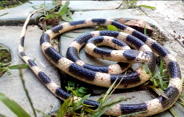 1 38 м имитация змеи пластиковые мягкие фигурки животных розыгрыш и приколы