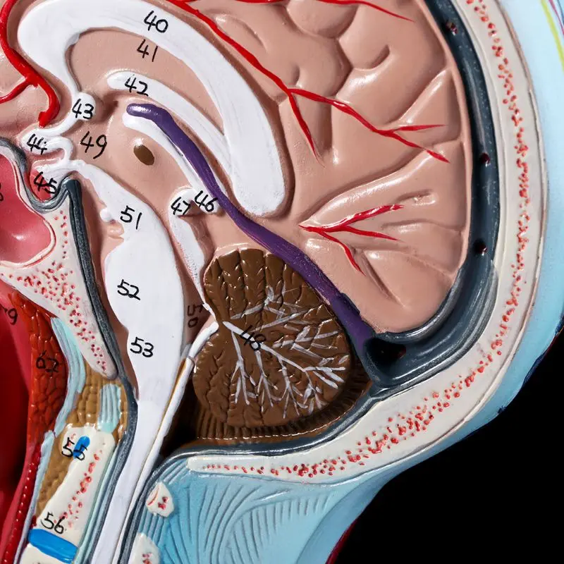 

2019 NEW Human Anatomical Half Head Face Anatomy Medical Brain Neck Median Section Study Model Nerve Blood Vessel For Teaching