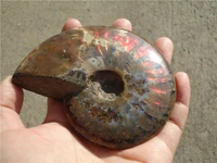 275g rare iridescent ammonite ammolite shell gem fossil specimen healing