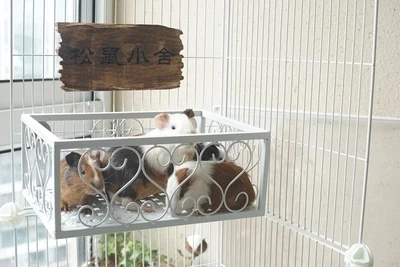 Chinchilla squirrel Dutch pig small pet fixed anti-bite iron bed summer cool autumn and winter warm