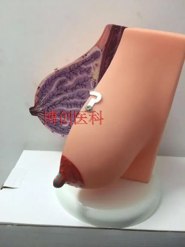 Женская модель для груди анатомии обучения матери и ребенка обучающая