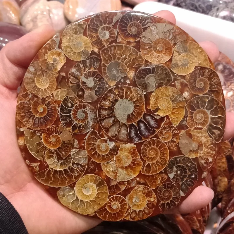 11-12 см настоящий аммонит Fossil Slice Plate кристальная океанская раковина камень Мадагаскар минеральный исцеляющий витрина, домашний декор