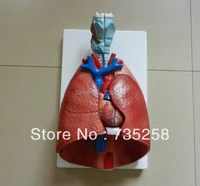 larynx heart and lung modelrespiratory system anatomical model