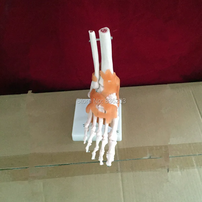 Жизненный размер ножной сустав с связями анатомический скелет анатомическая