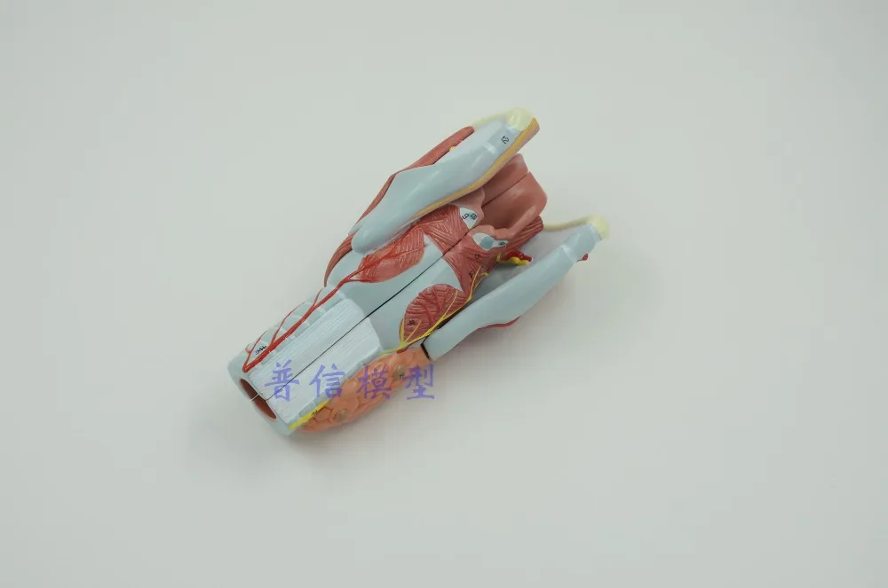 Бесплатная доставка и 2x модель анатомии ларингеи анатомия горла увеличение