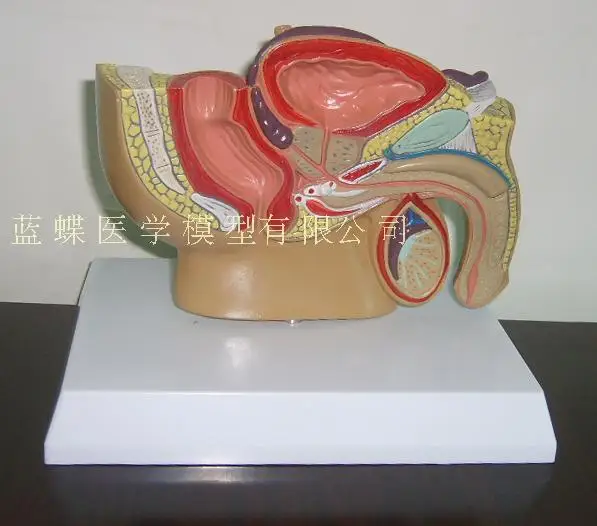 Male/Female pelvic sagittal section model Urinary system education demonstration | Канцтовары для офиса и дома