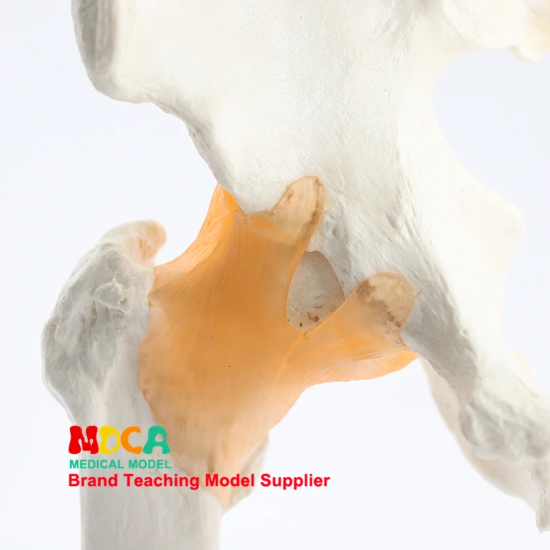 

Functional hip joint teaching medical femur model medical teaching training medical teaching MGJ004