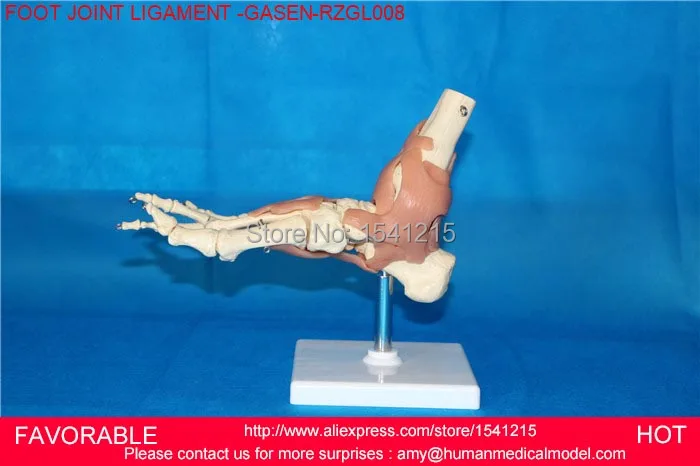 Модель для суставов ног соединительная модель скелета человека кости и суставы