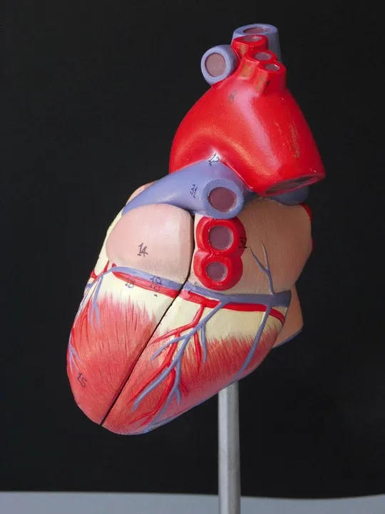 Медицинский человеческий череп Φ Роскошная Анатомия сердца модель зубов с