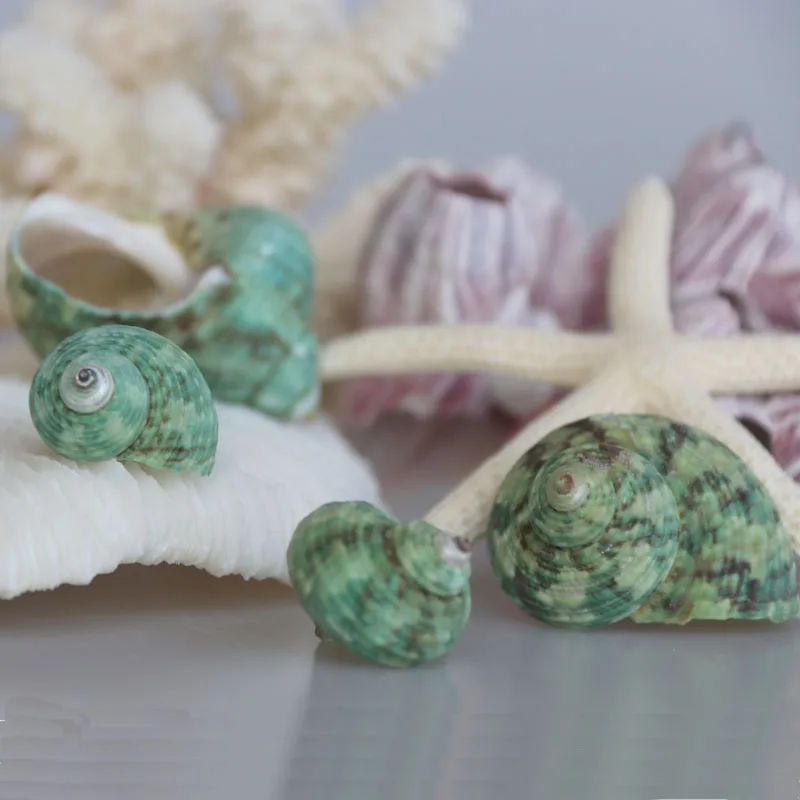 Бесплатная доставка (20 шт./лот) маленькая Зеленая Улитка натуральная раковина и