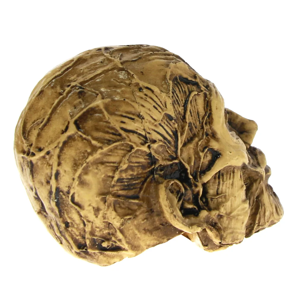 Человеческая анатомическая телескопическая костяная кость мышц Мужская