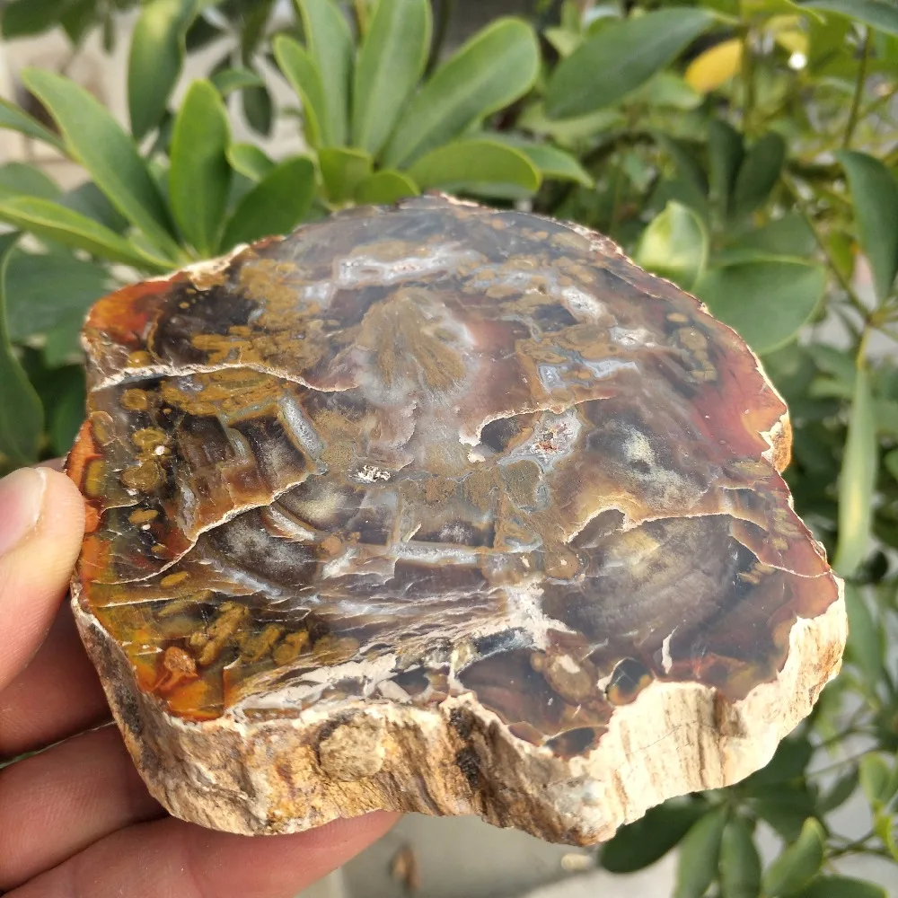 10 см натуральное полированное дерево fossil slab грубый кусок камня образец|Камни| |