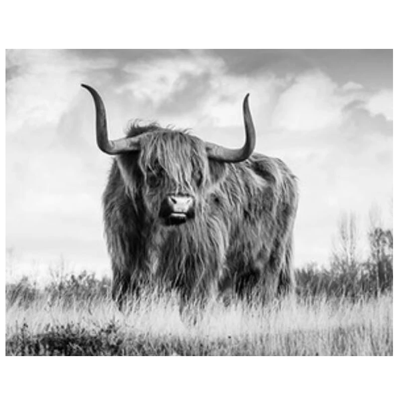 Highland корова вышивка Алмазная мозаика аксессуары для ванной комнаты алмазов