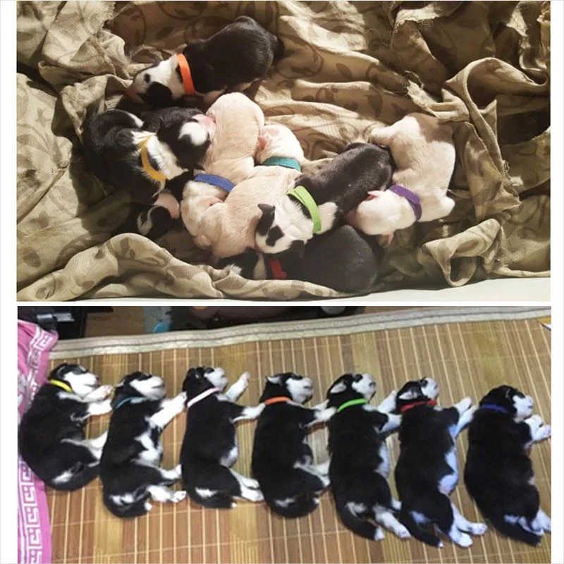 Sqinans 15pcs/lot Puppy ID Collars Whelping Bands Adjustable Nylon Identification Pet Supplies | Дом и сад