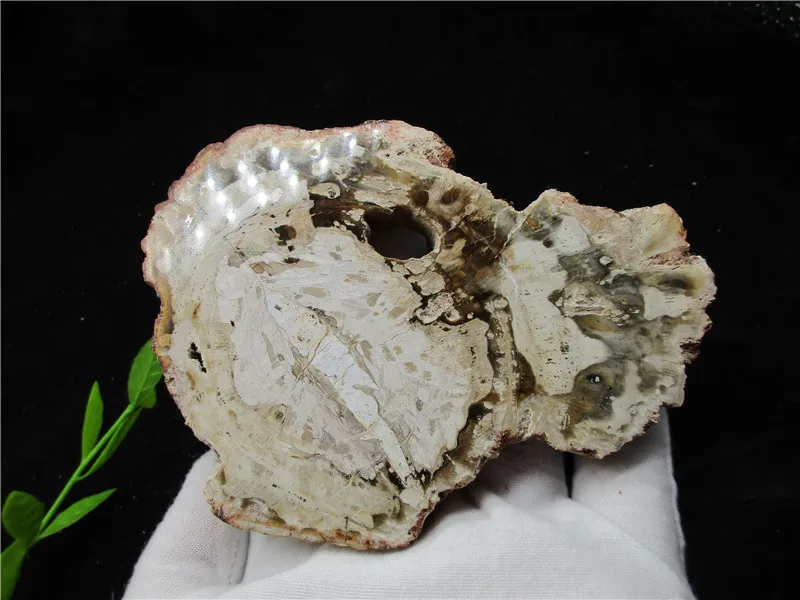Natural Wood Root Fossil Crystal Stone Rock Healing Gemstone Specimen Mineral Gem For Collection | Дом и сад