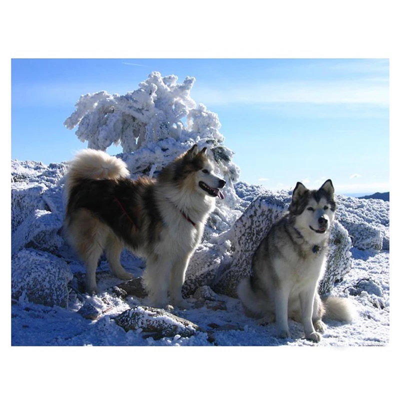 

Картина из страз Li loye 100% квадратная/круглая 5D "сделай сам", собака хаски, 3D вышивка крестиком, мозаика для домашнего декора, подарок GH589