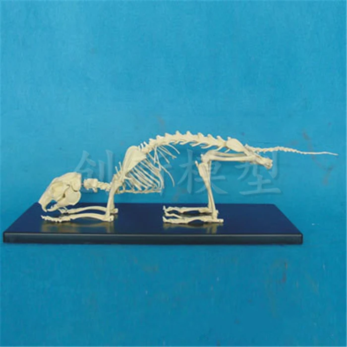 Rabbit skeleton model Rabbit specimen bone model rabbit bone teaching model 40*30*20cm